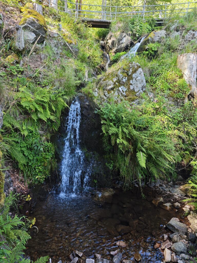 Die vielfältige Flora am Fahler Wasserfall